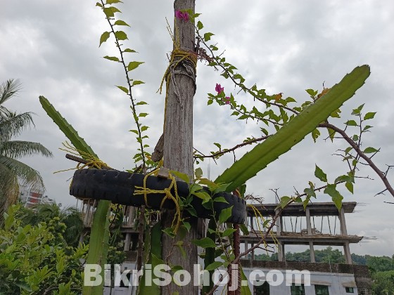 ড্রাগন গাছের কাটিং